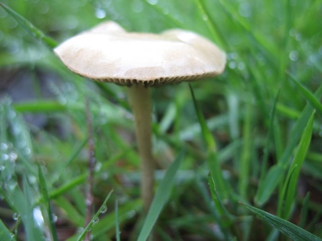Agrocybe pediades